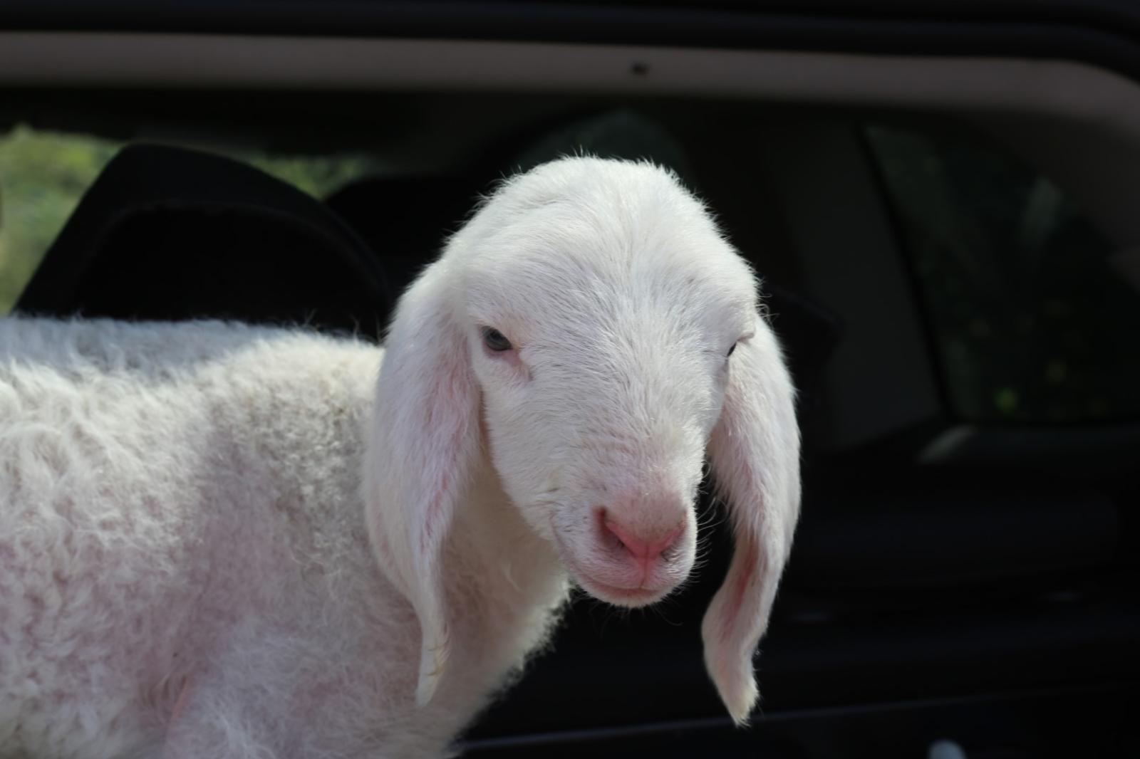 &ldquo;L&rsquo;agnello non lo mangiamo pi&ugrave;&rdquo;