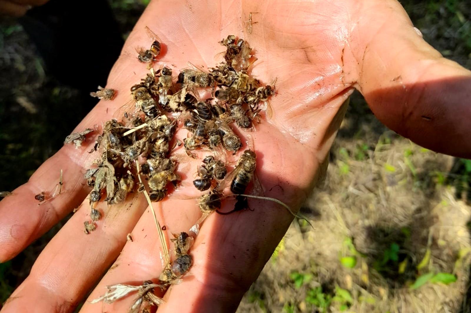 Bruciano migliaia di api, strage senza senso