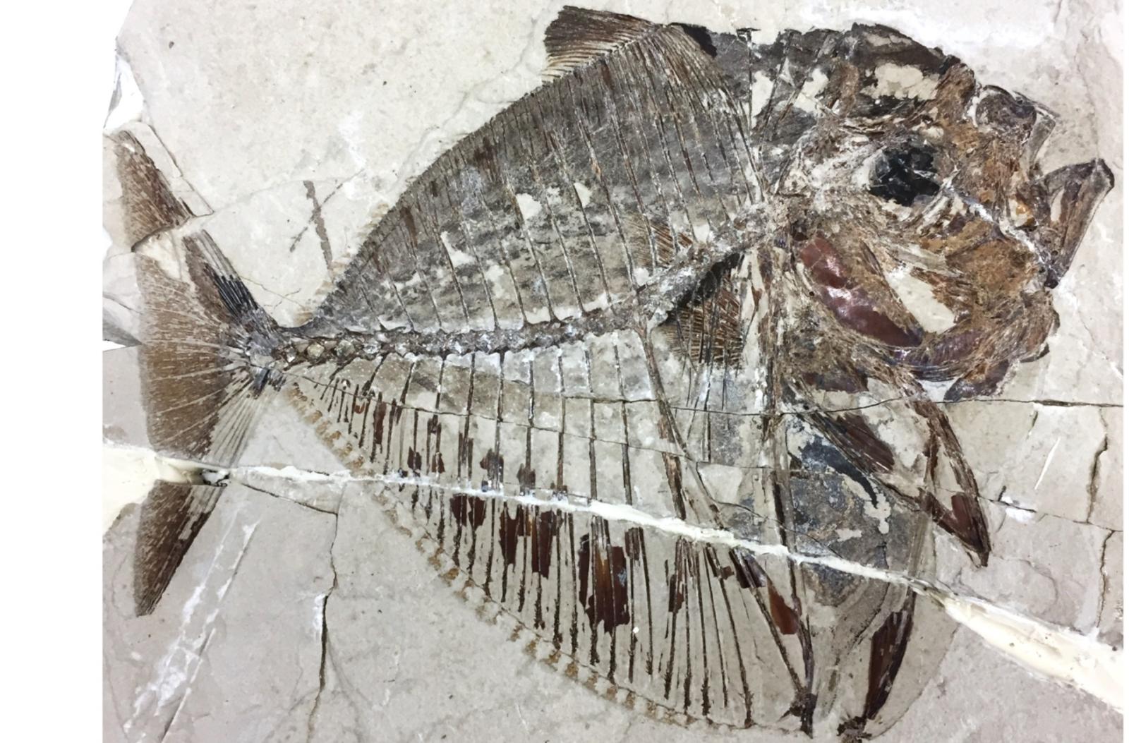 Il fossile di un pesce di 48 milioni di anni fa