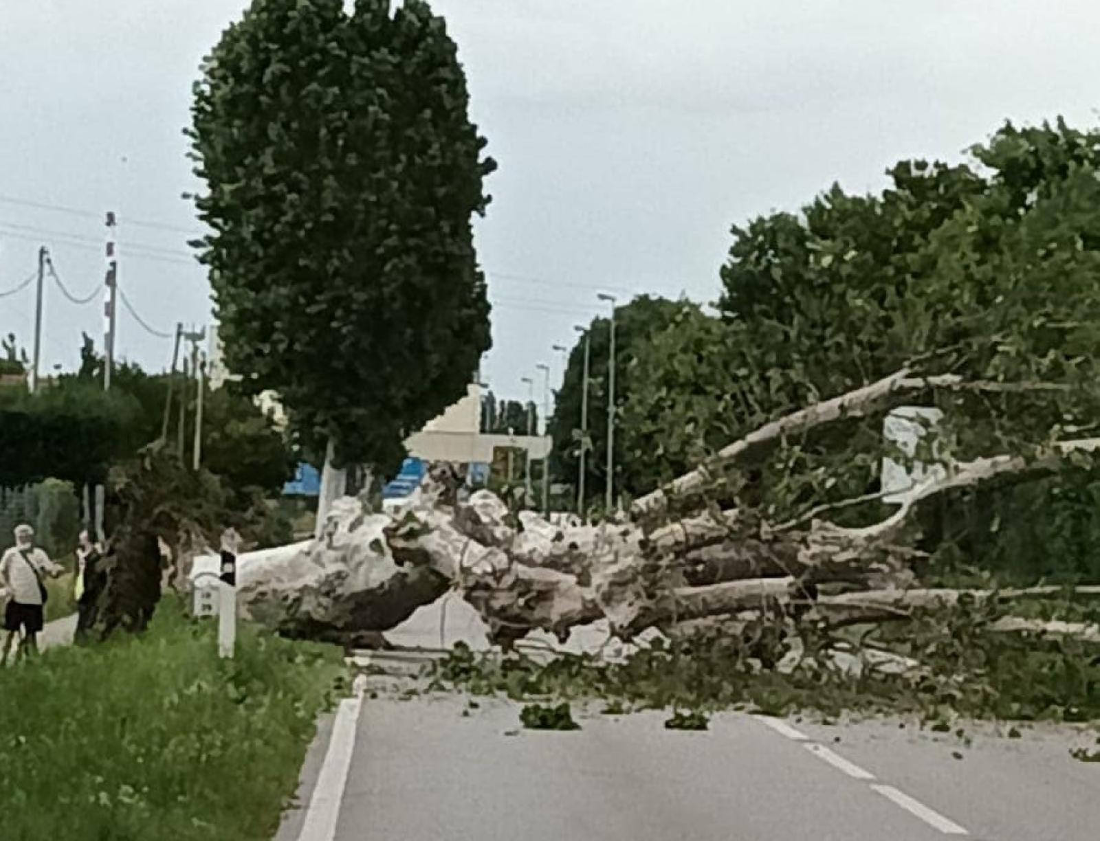 Platano sradicato finisce in mezzo alla strada