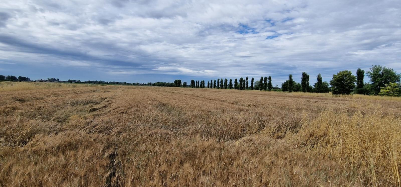 In Polesine mietere il grano coster&agrave; il 50% in pi&ugrave;