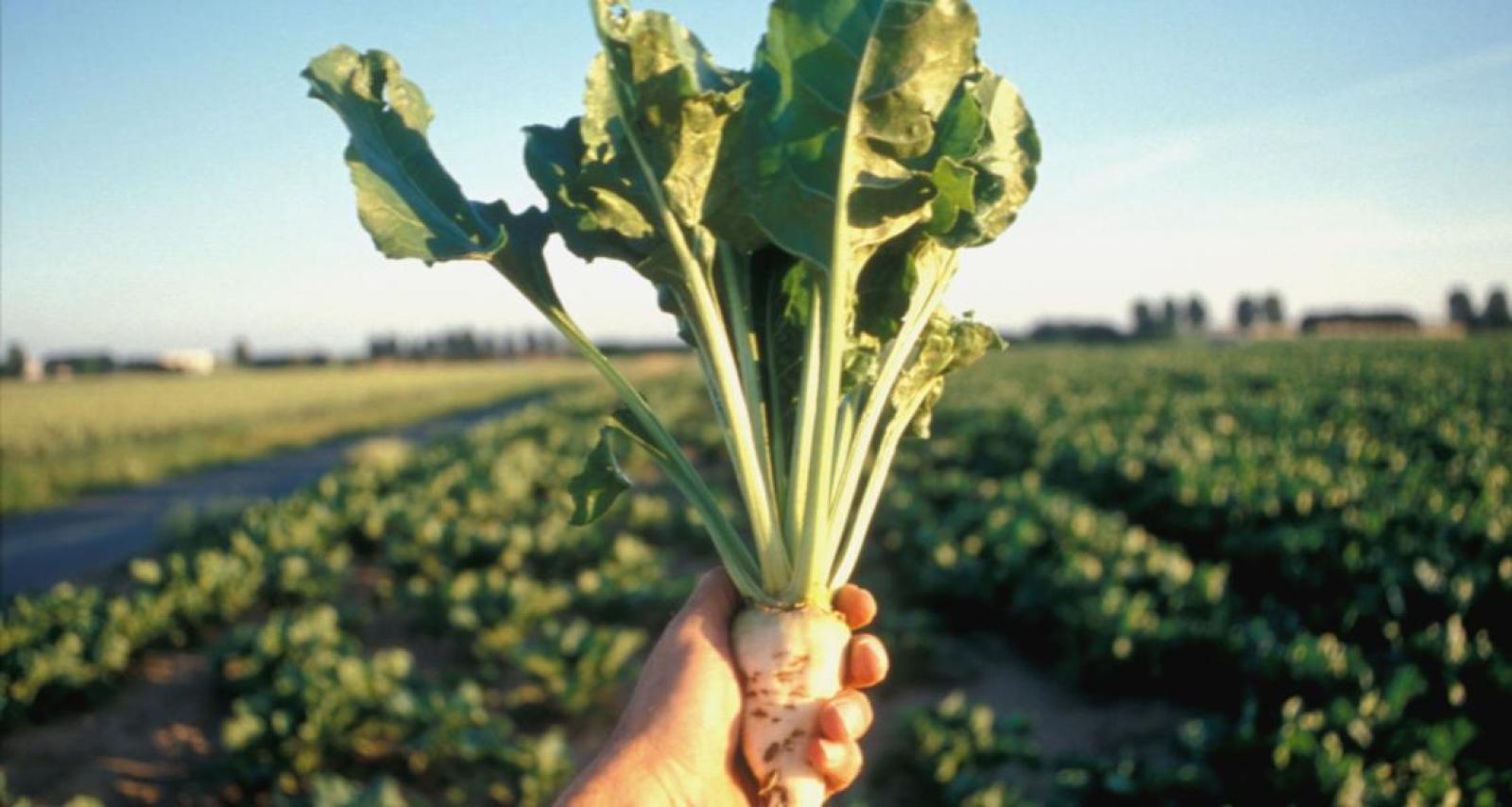 Boom della coltivazione di Barbabietola da Zucchero in Polesine 