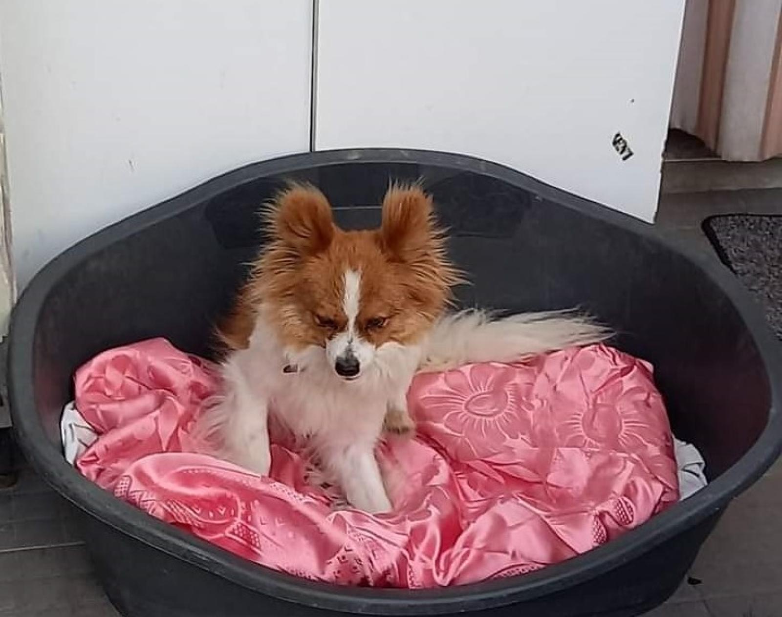 "Vi prego, aiutateci a trovare la nostra cagnolina"