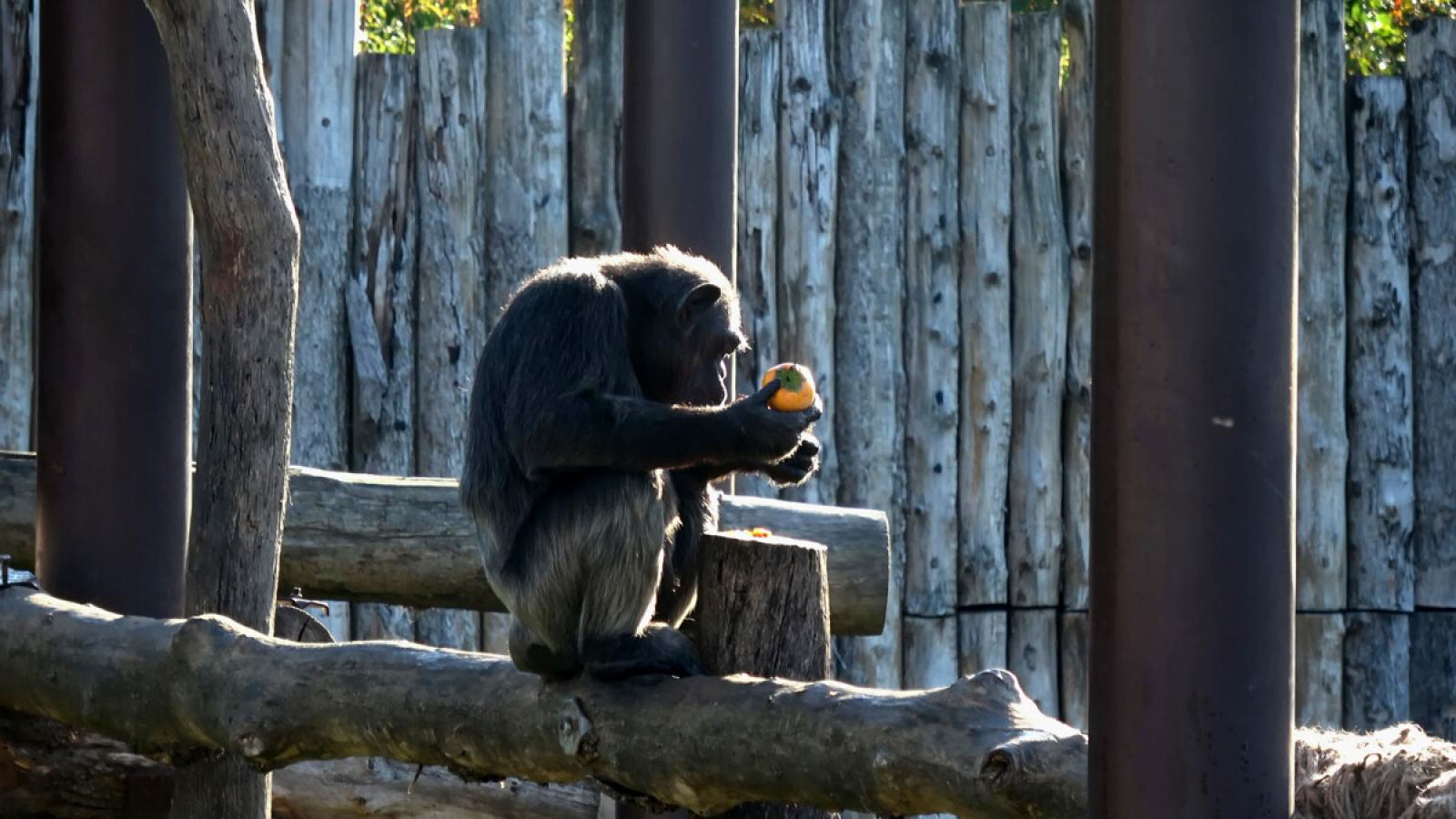 La triste notizia: &egrave; morta Judy, la scimpanz&eacute; pi&ugrave; vecchia d'Europa