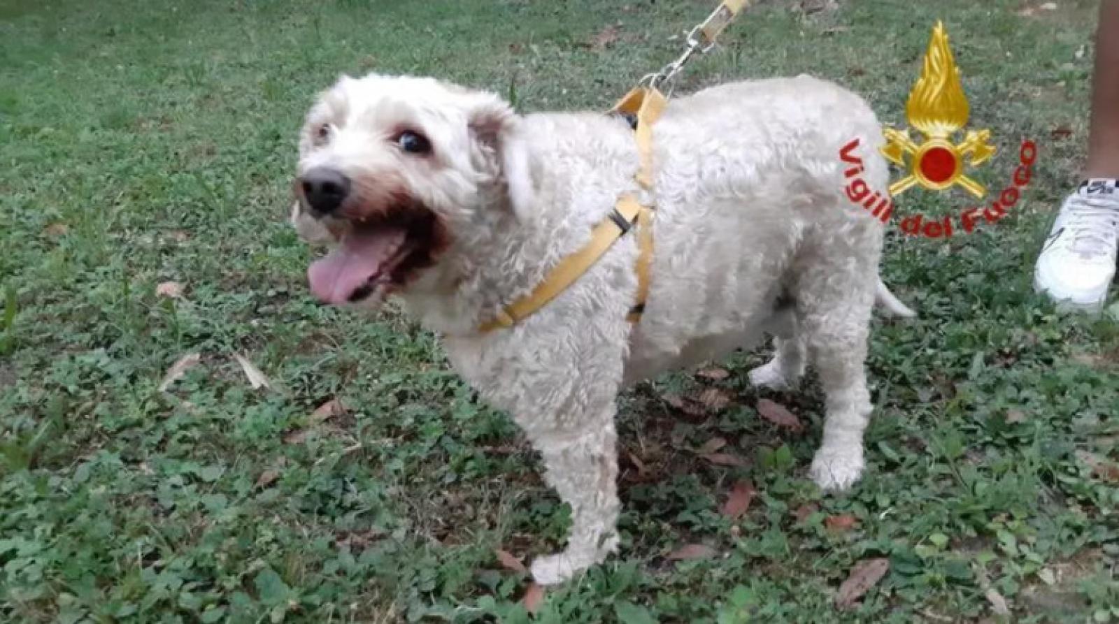 Camilla abbaia e salva la padrona caduta in casa da due giorni