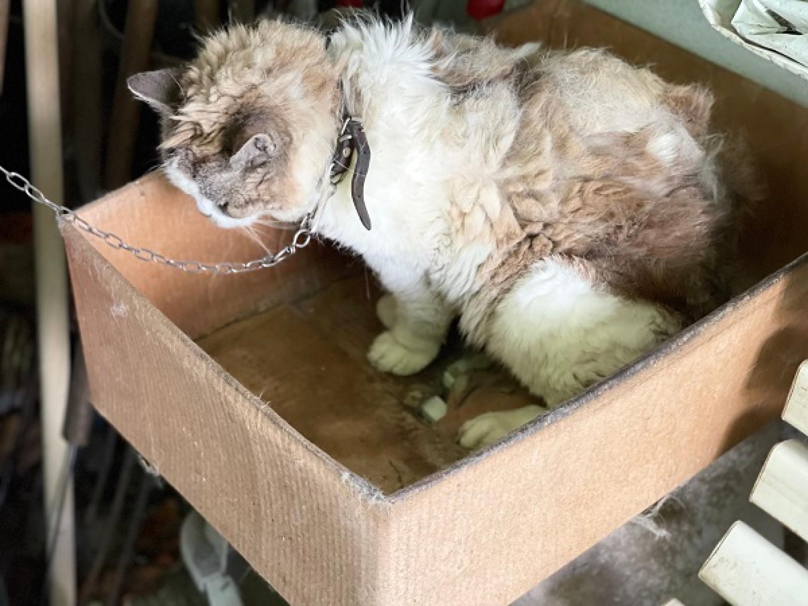 Sequestrata dalle guardie zoofile dell'Oipa una gatta maltrattata e legata a catena