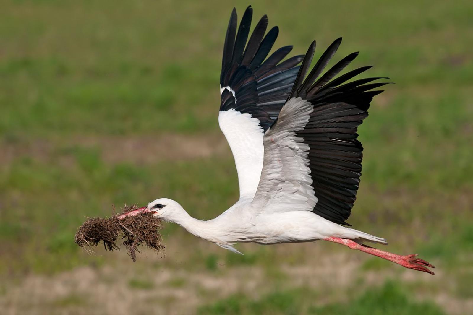 E&rsquo; arrivata la cicogna. Davvero