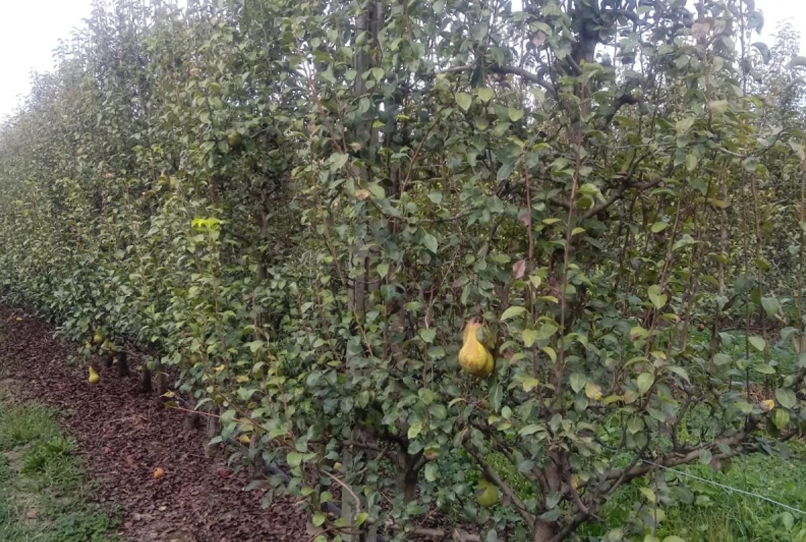 Al via la raccolta della pera in Polesine. Clima e cimice azzerano la produzione