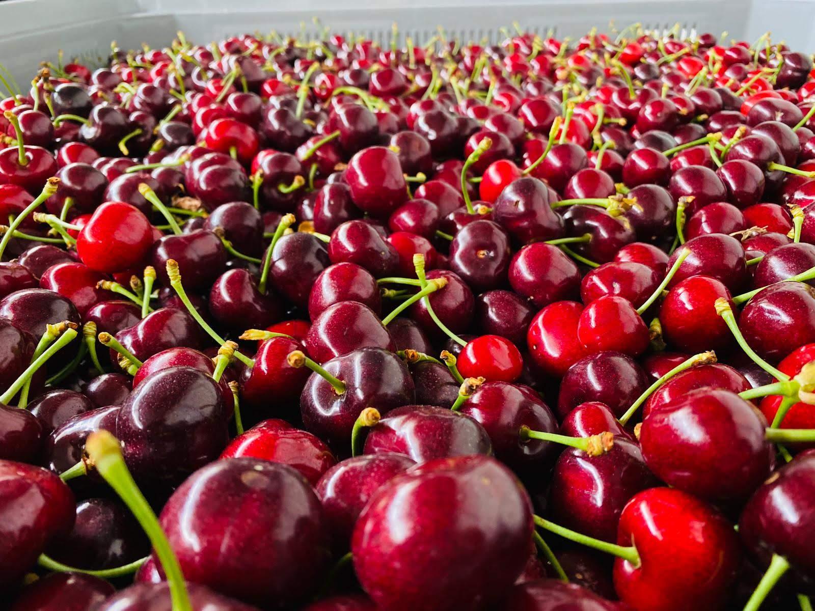 Agricoltura, moscerino della ciliegia: "Veneto pronto ad avviare la lotta biologica"