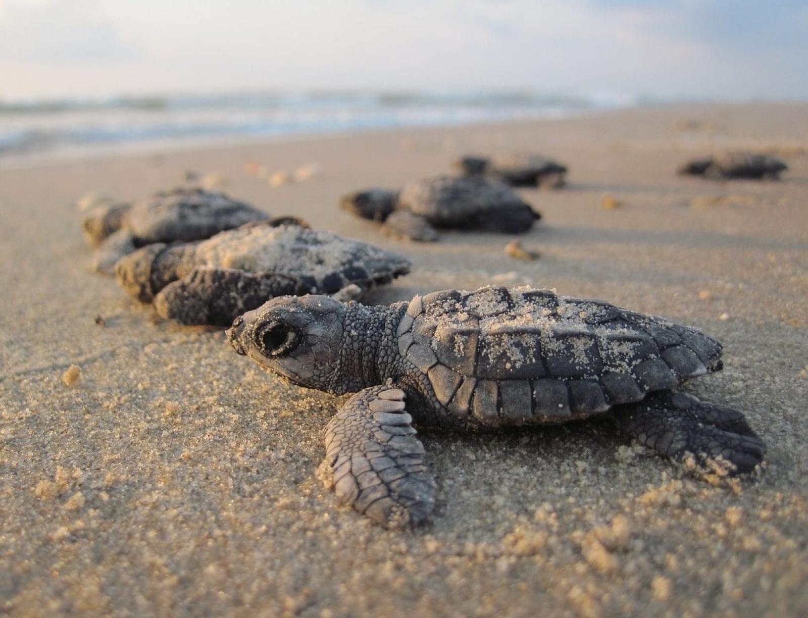 Nel Delta del Po si sono schiuse le prime uova di tartaruga Caretta caretta