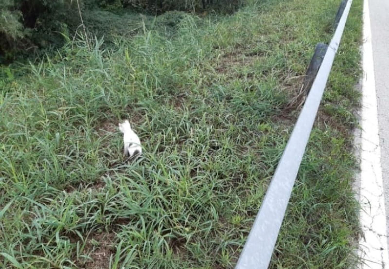 Orrore a Volta Grimana, mici lanciati dall'auto in corsa