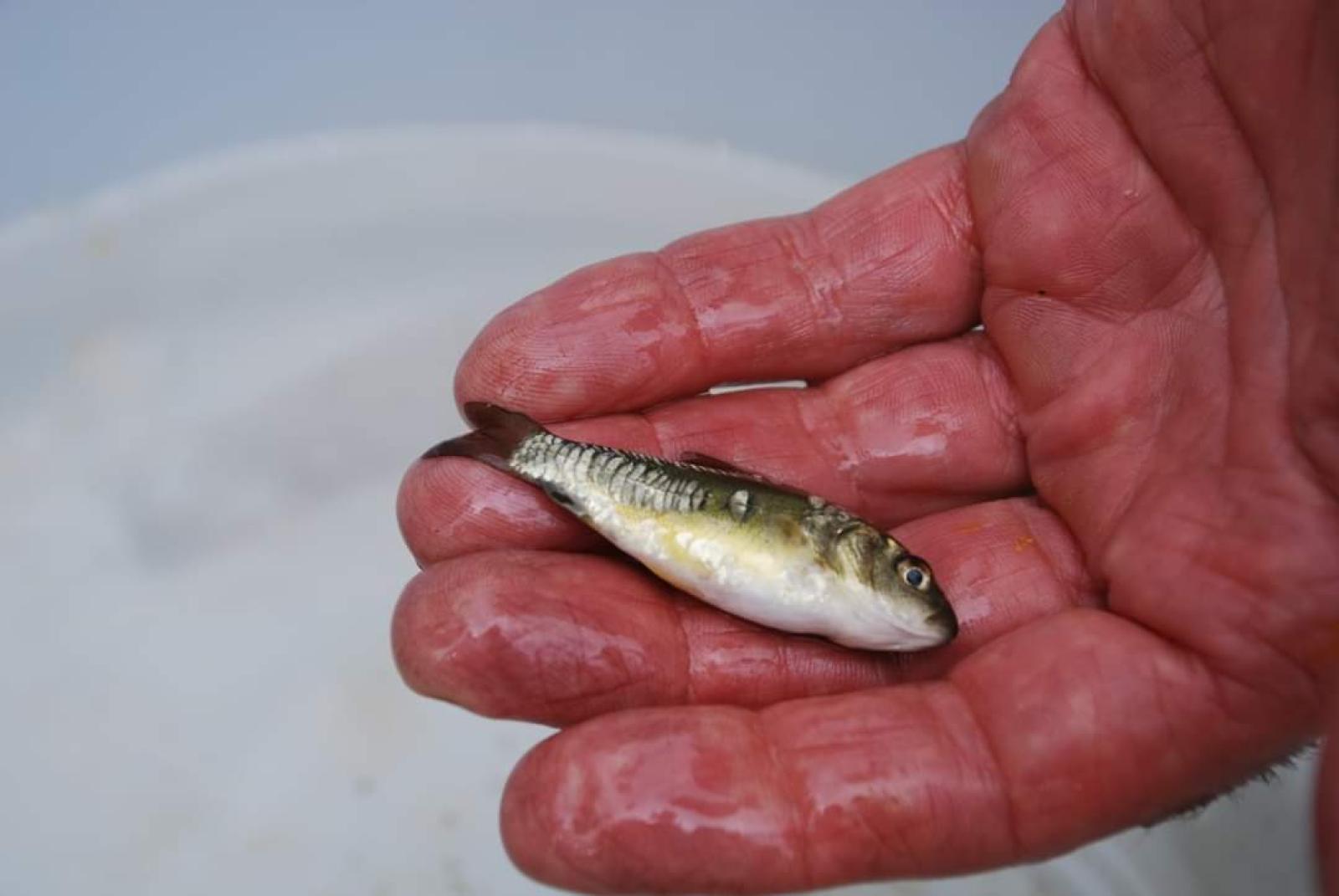 Liberate carpe, tinche e anguille nelle acque interne del Medio Polesine