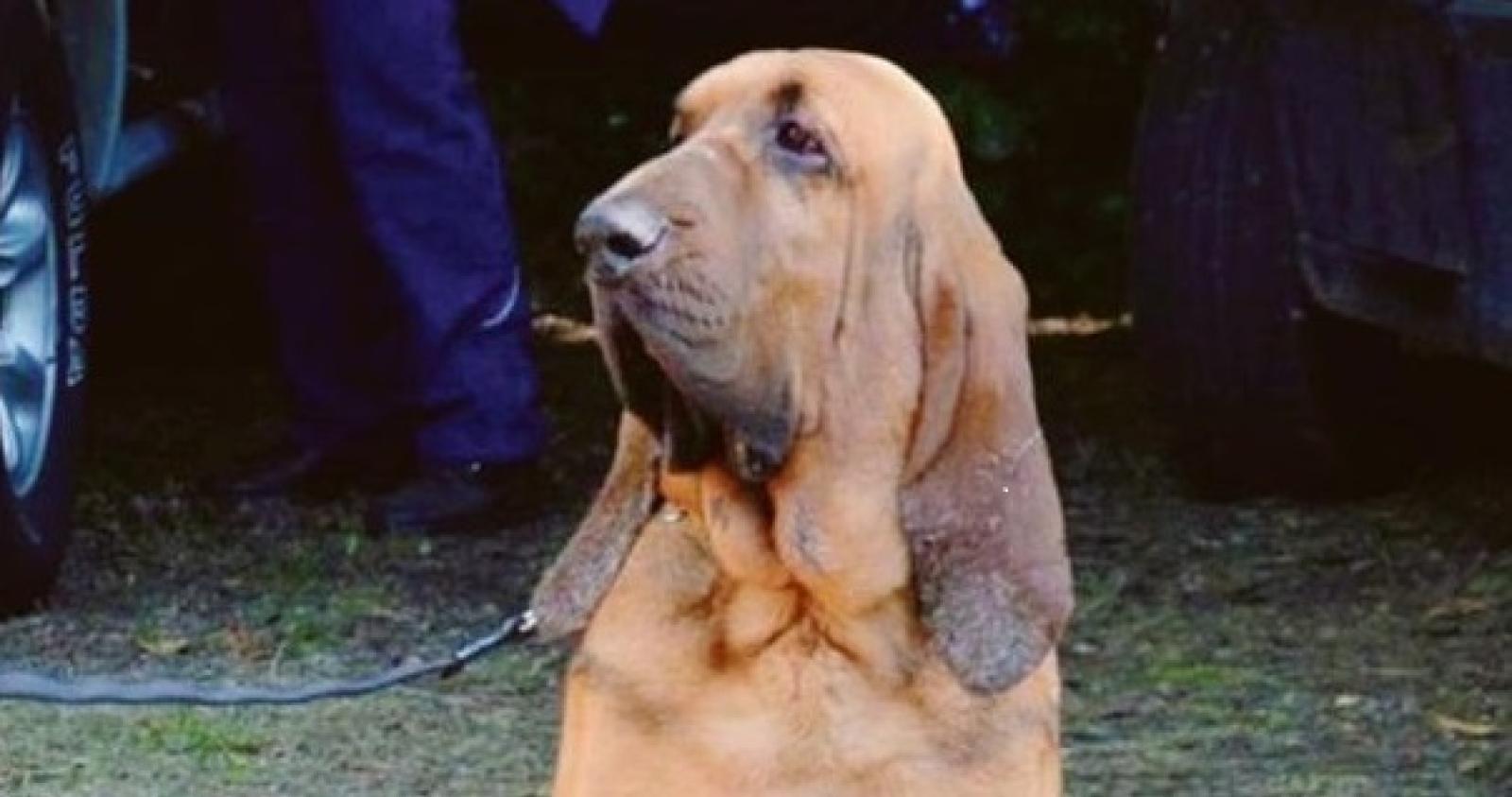 Addio Dexter, il cane pi&ugrave; bello dal mondo