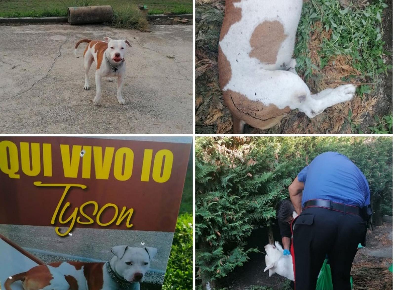 Pazzesco! Cacciatore spara e uccide un cagnolone e minaccia la proprietaria con il fucile