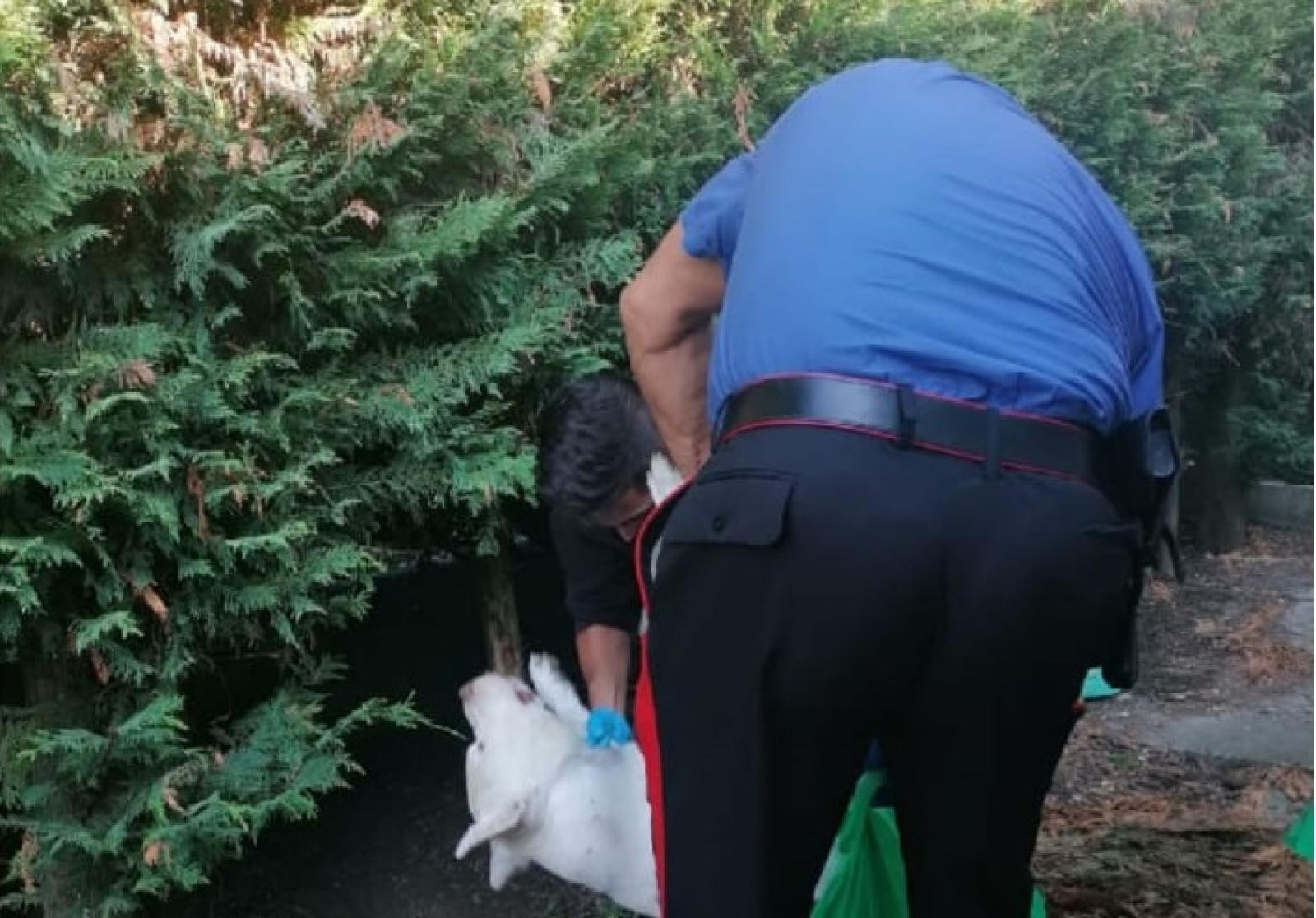 Pazzesco! Cacciatore spara e uccide un cagnolone e minaccia la proprietaria con il fucile