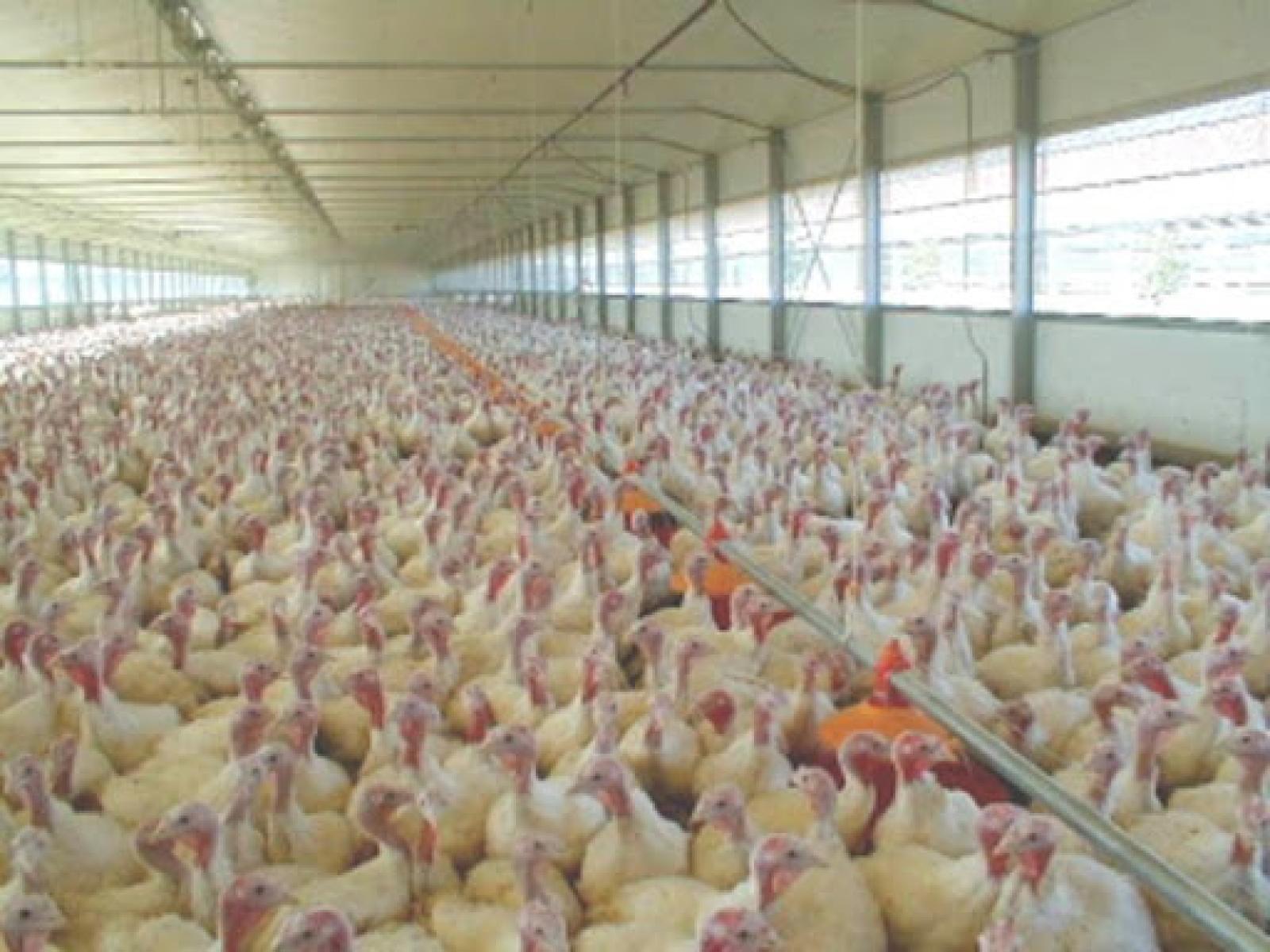 Aviaria, maxi focolaio in Veneto: 13mila tacchini da abbattere 