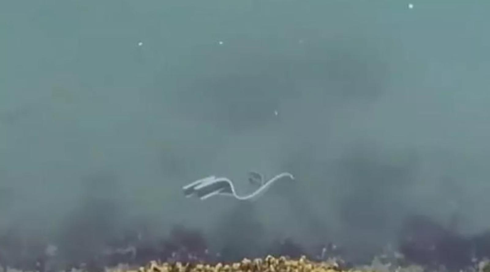 Avvistato un verme a nastro in laguna. Non si vedeva dall'800