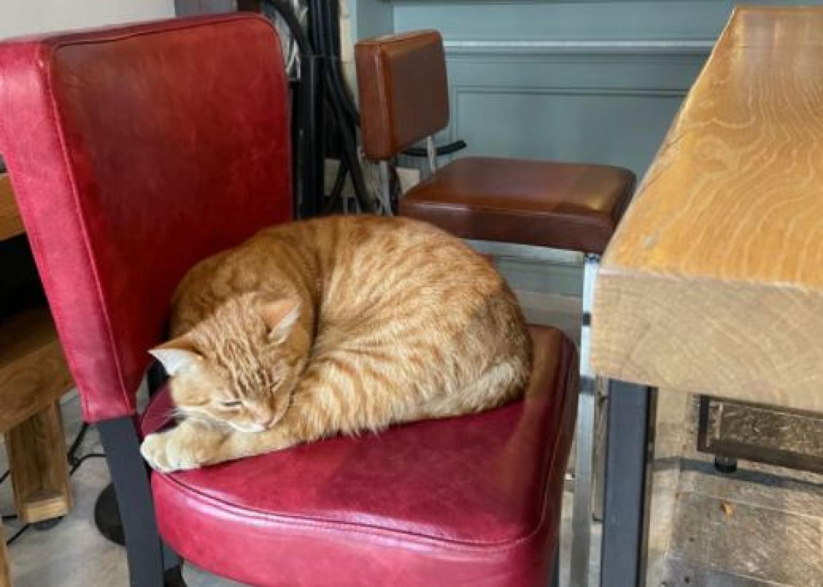 Gatto Rossini, relax al bar