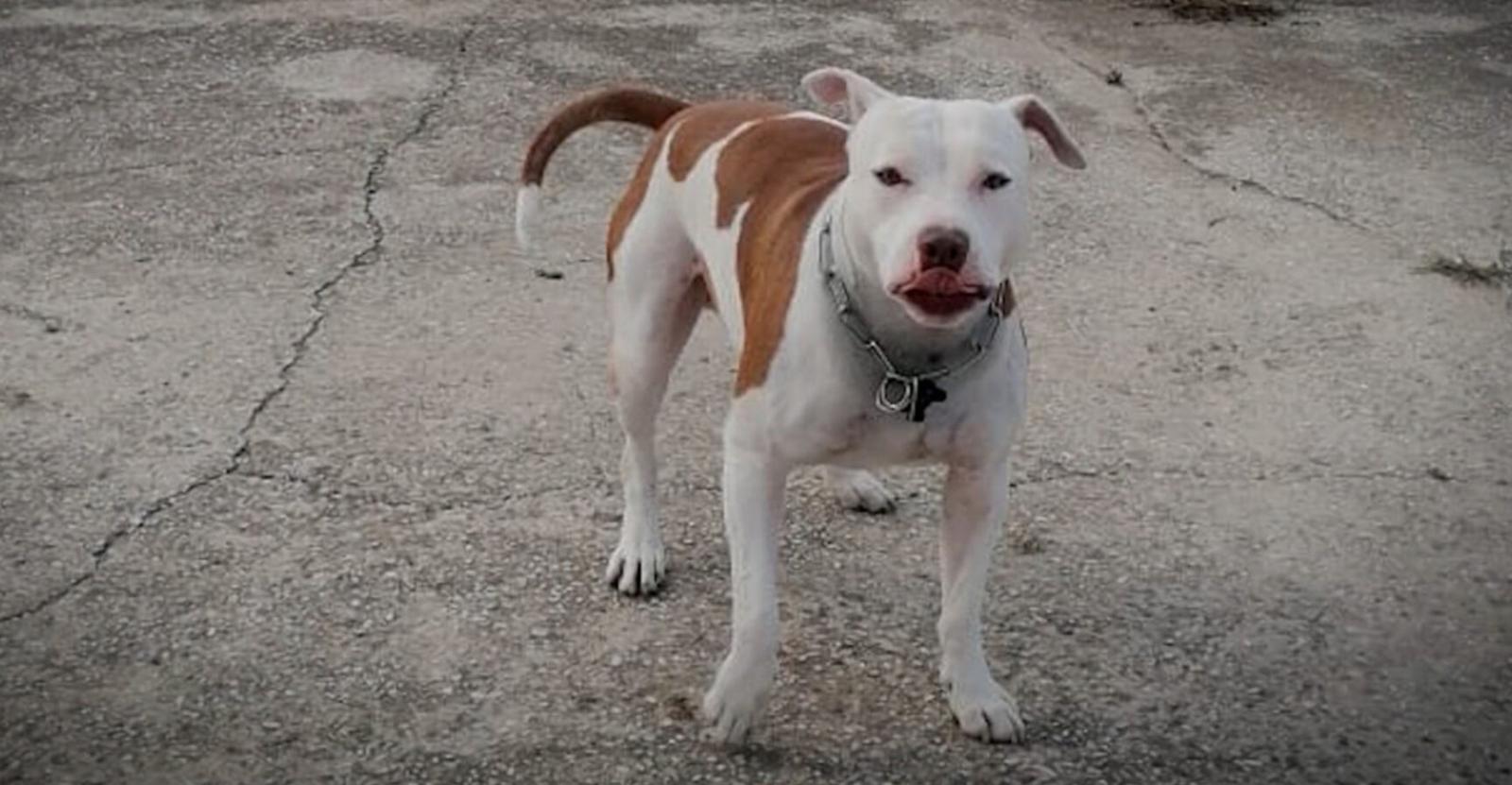 Anche Le Iene si battono per Tyson 