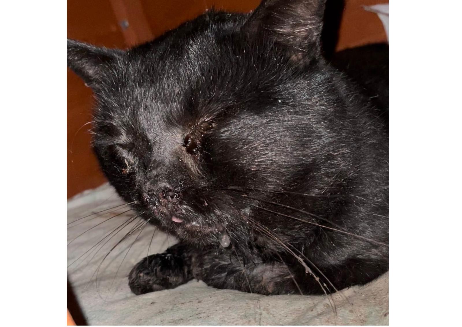 Torturano il gatto e gli sparano, caccia alle bestie