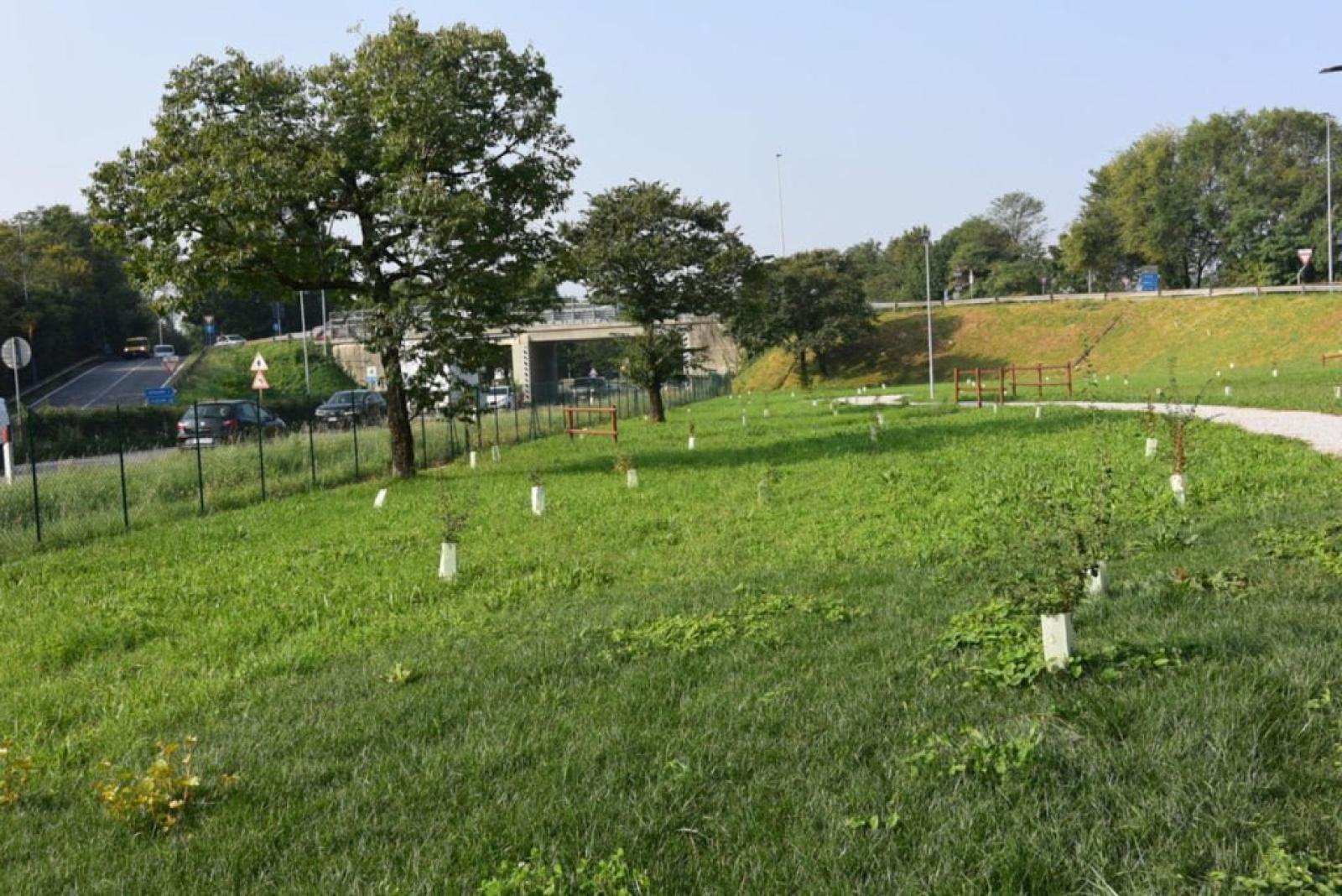 Nasce il bosco urbano