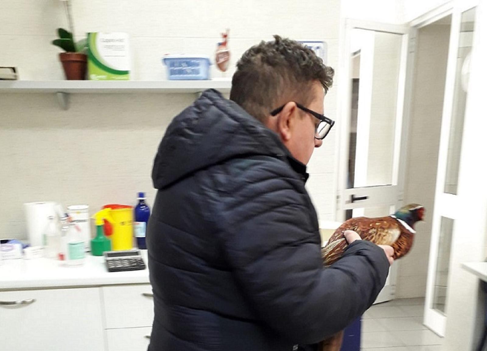 Investe un fagiano, corre dal veterinario e lo salva