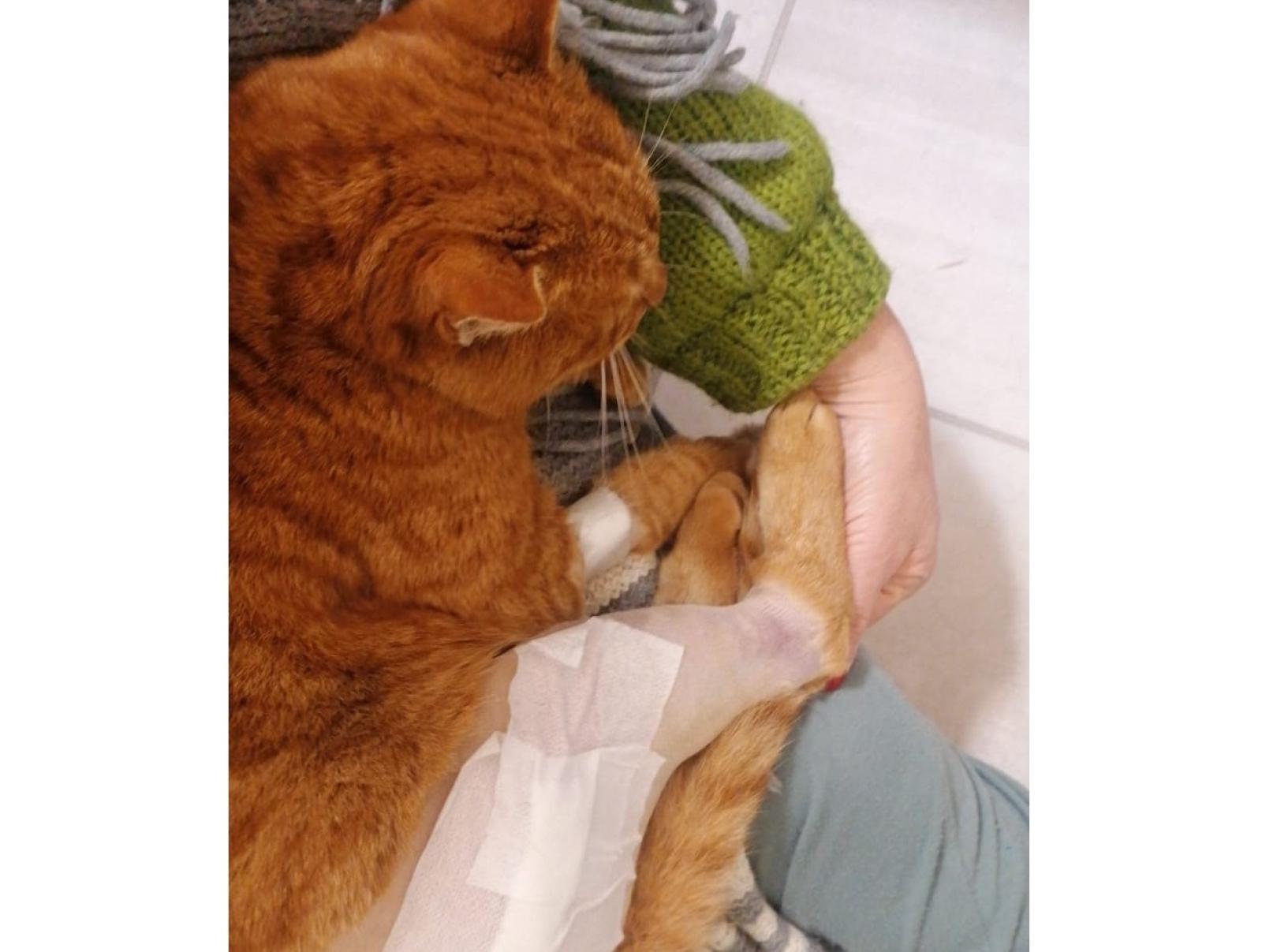 Micia presa a fucilate, rabbia e denuncia