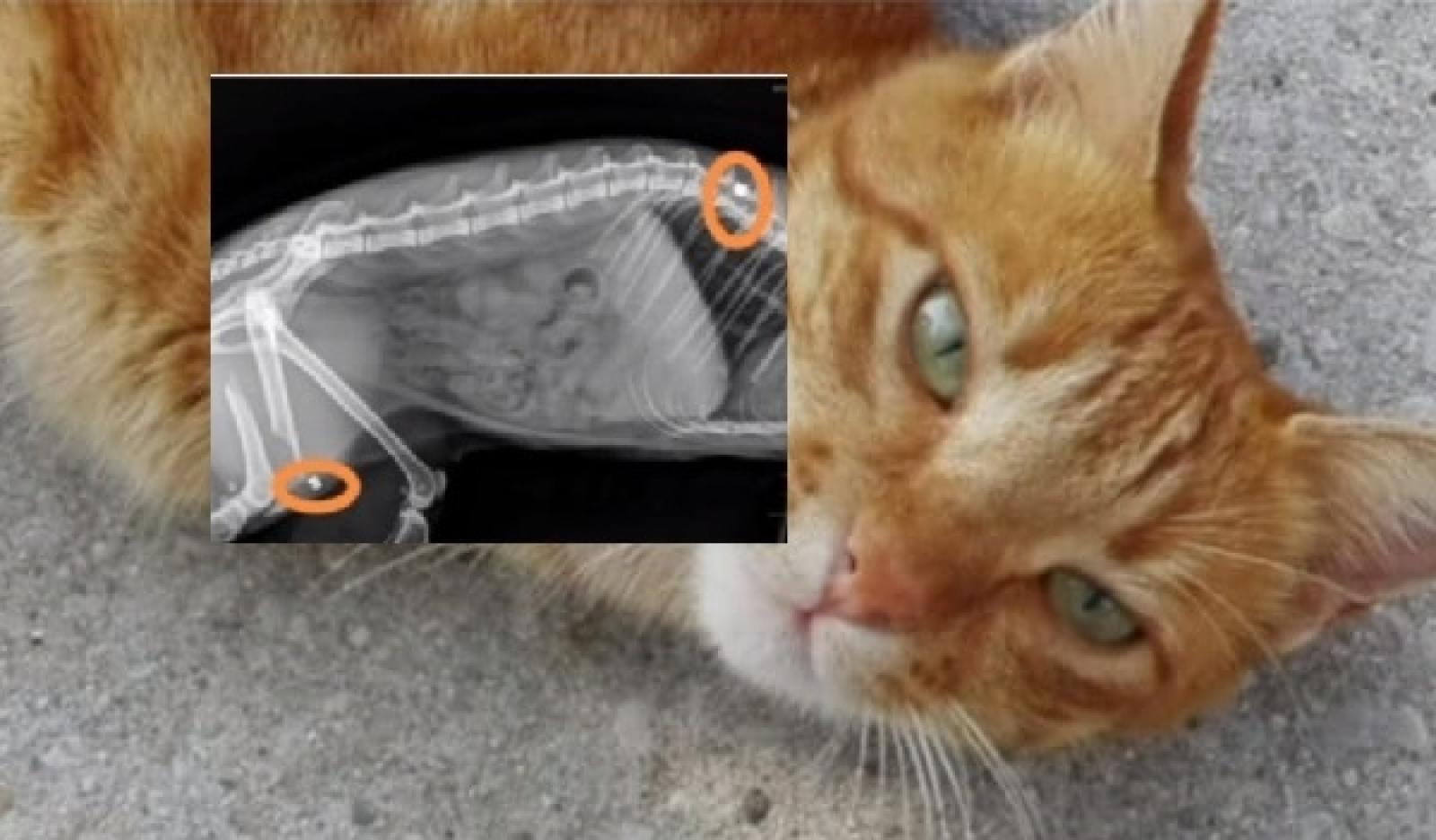 Micia presa a fucilate, rabbia e denuncia