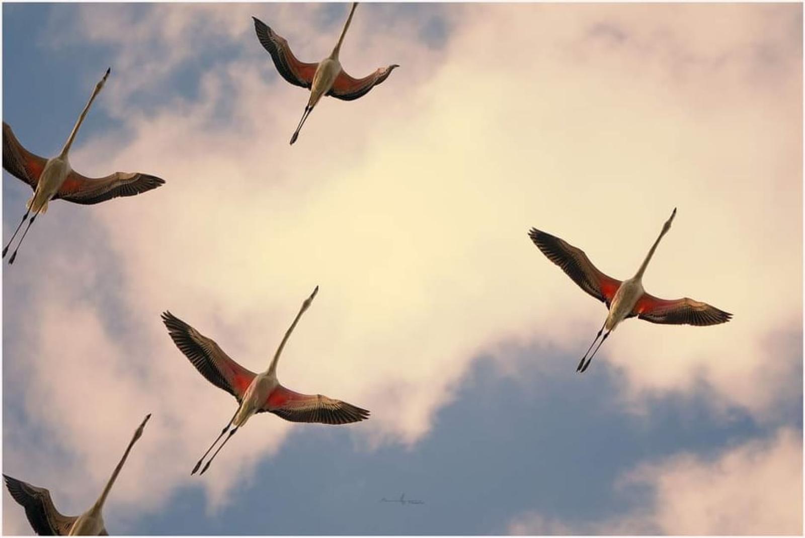 La terra dei 5300 fenicotteri