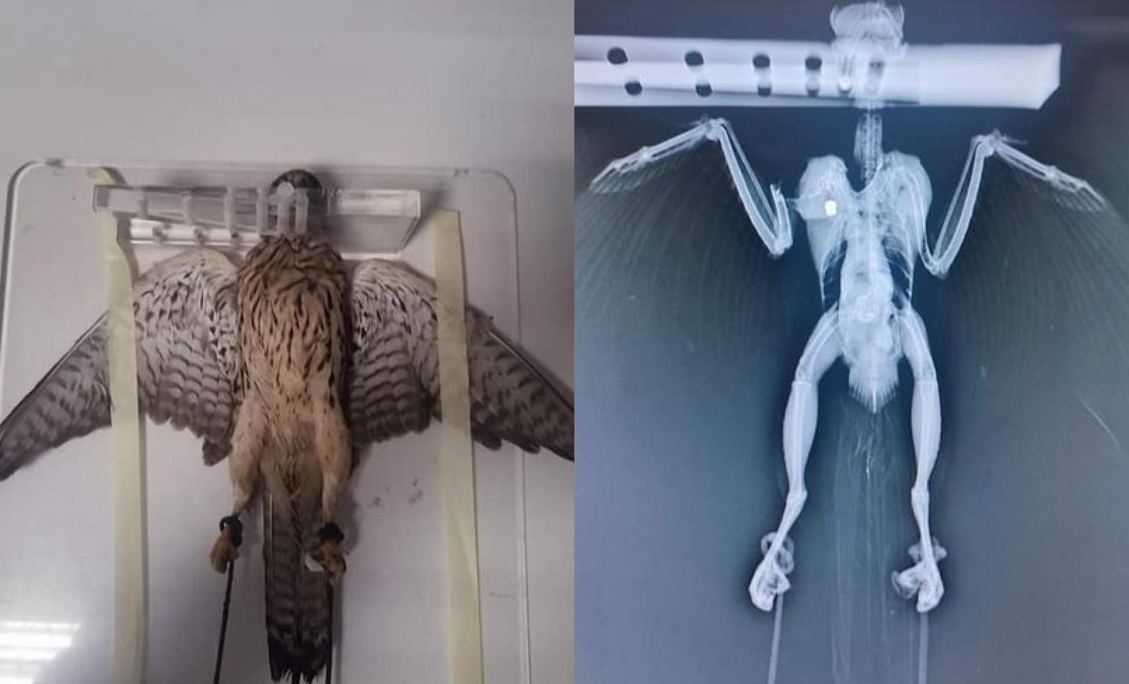 Rapace preso a fucilate per divertimento