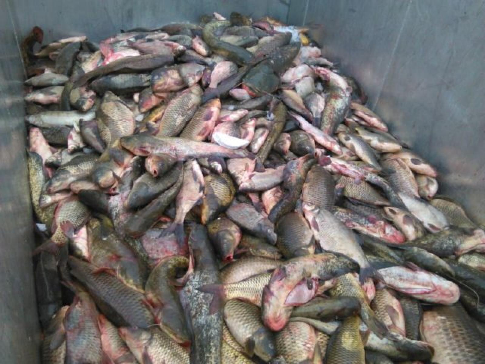 250kg di pesce non sicuro in commercio: presi i pirati del Po 