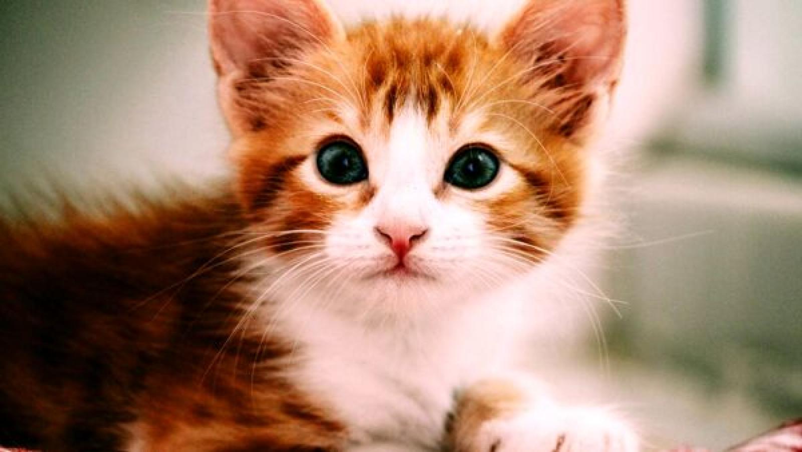 Lanciano due gatti da un'auto in corsa, &egrave; caccia ai responsabili