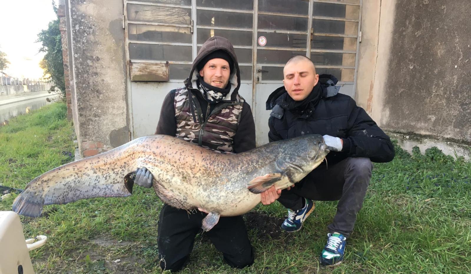 pesca pesce siluro in adigetto 