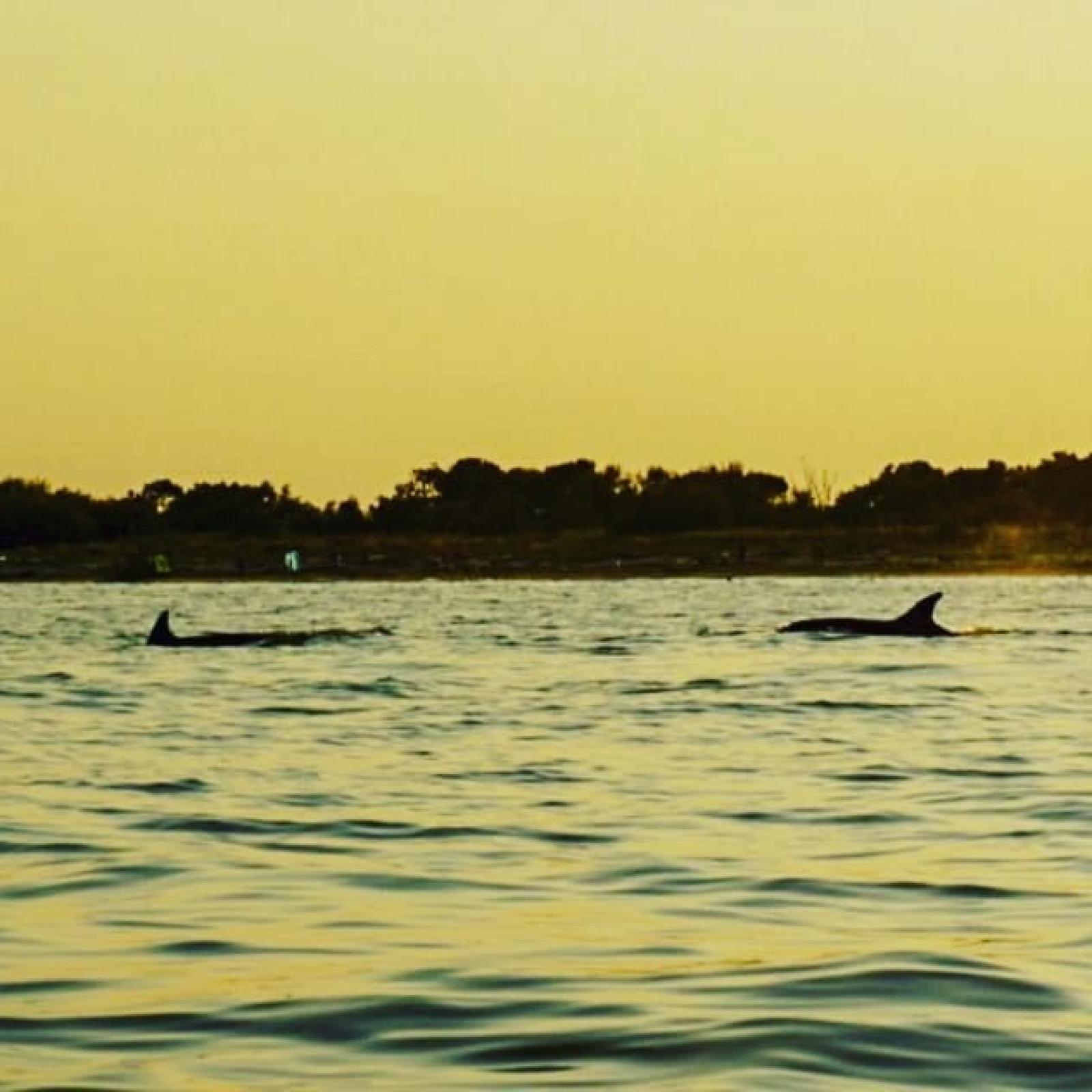 Delfini al tramonto, incontro spettacolare