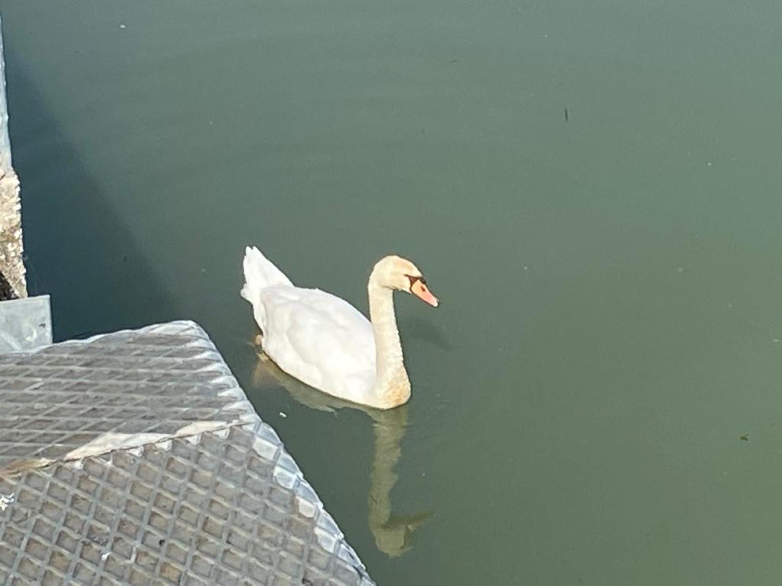 Uno splendido cigno prende casa all'Interporto
