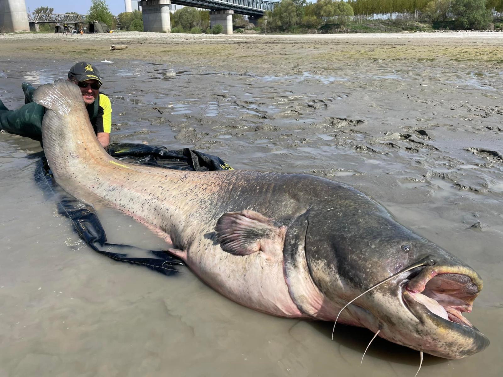 Finisce all'amo un alto "mostro"