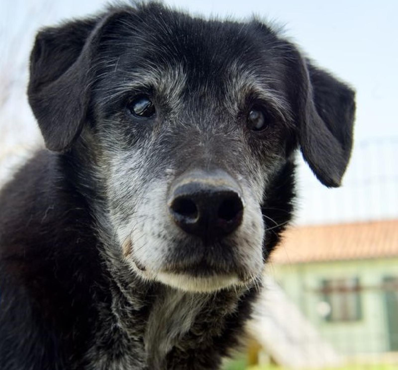 Avvelenano i cagnoni e rubano 60mila euro