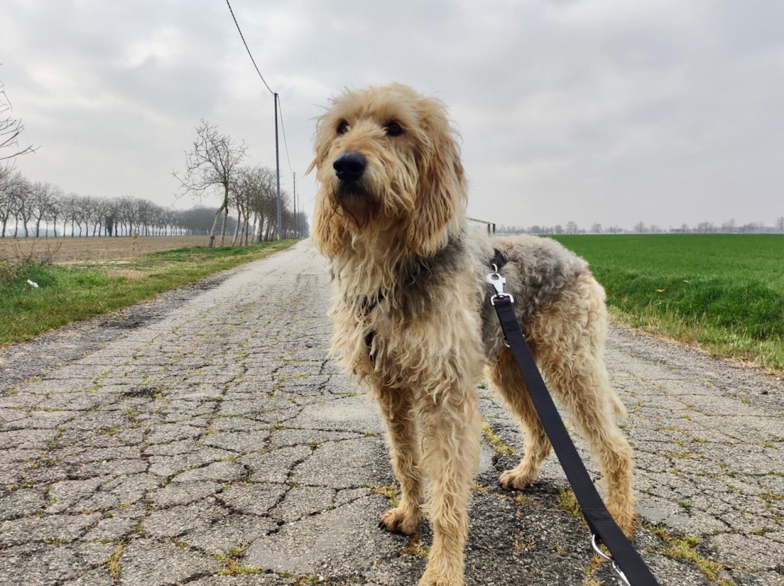 Furto in casa, spariti anche i cani
