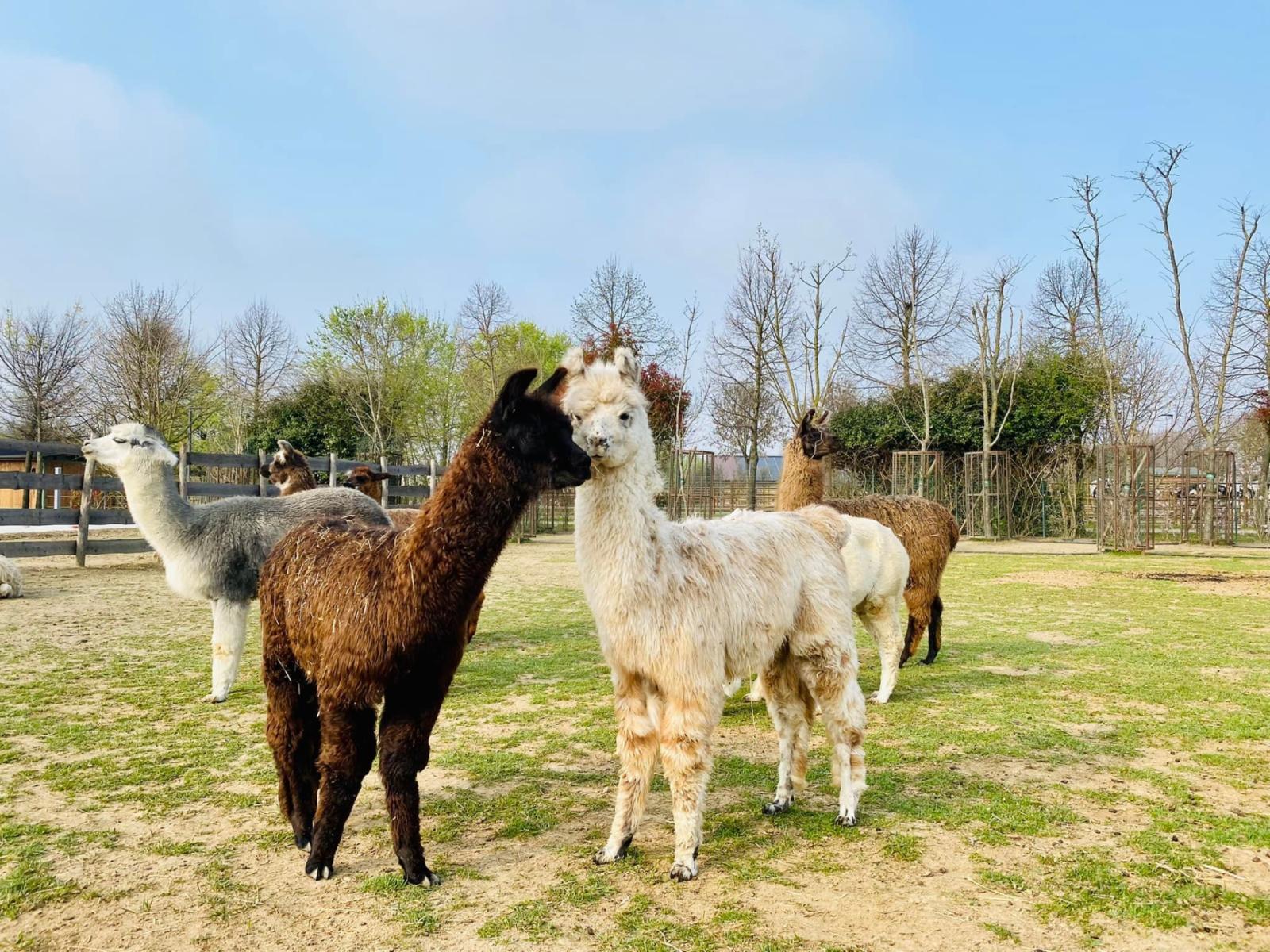 corte benetti, lama e alpaca