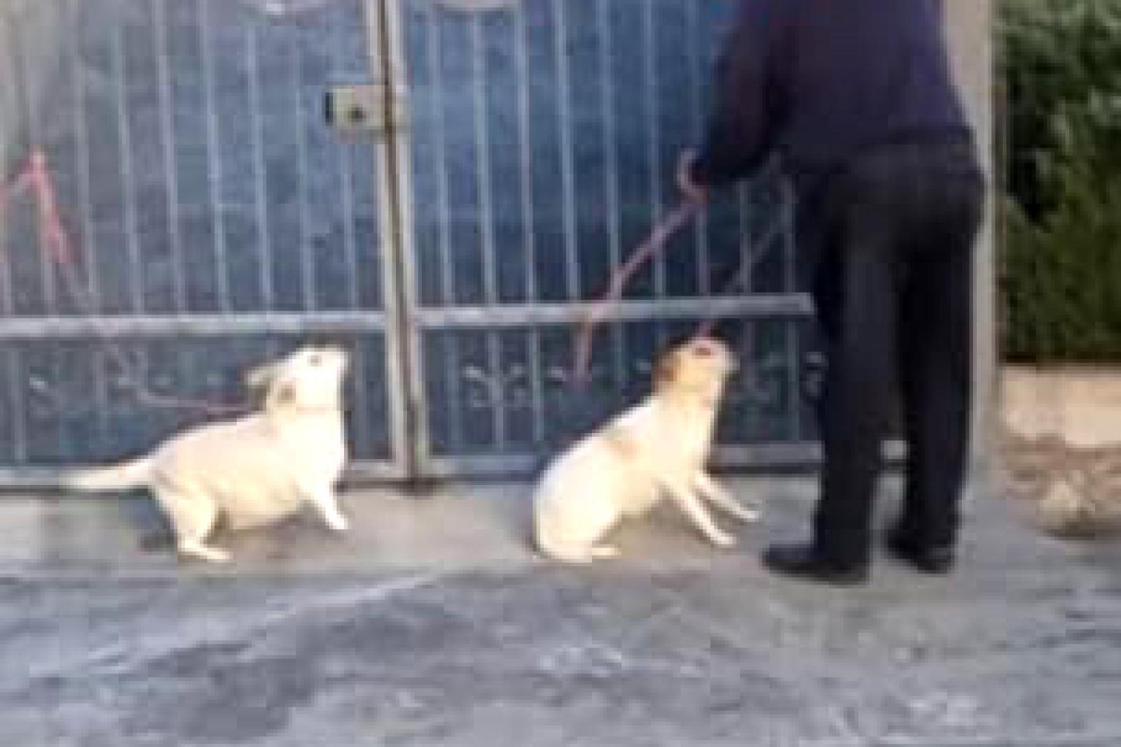 Abbandona le sue cagnoline, beccato in diretta