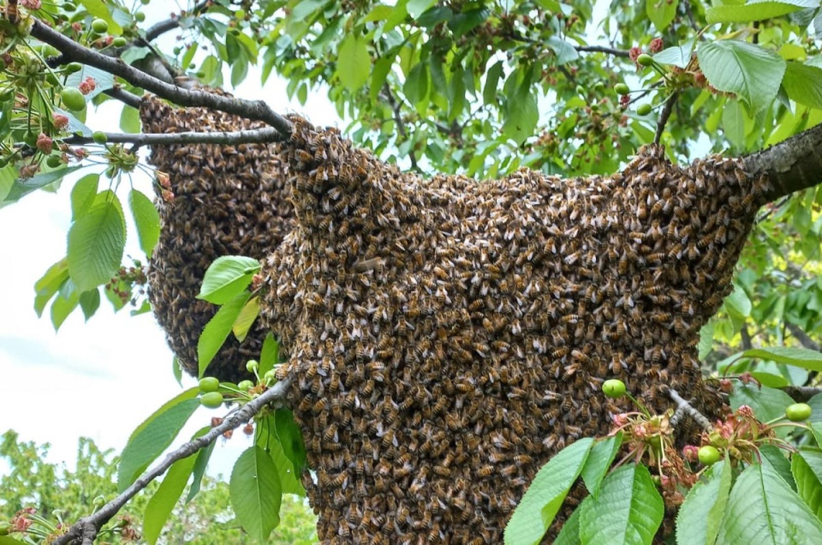 Inizia la sciamatura: ecco cosa fare