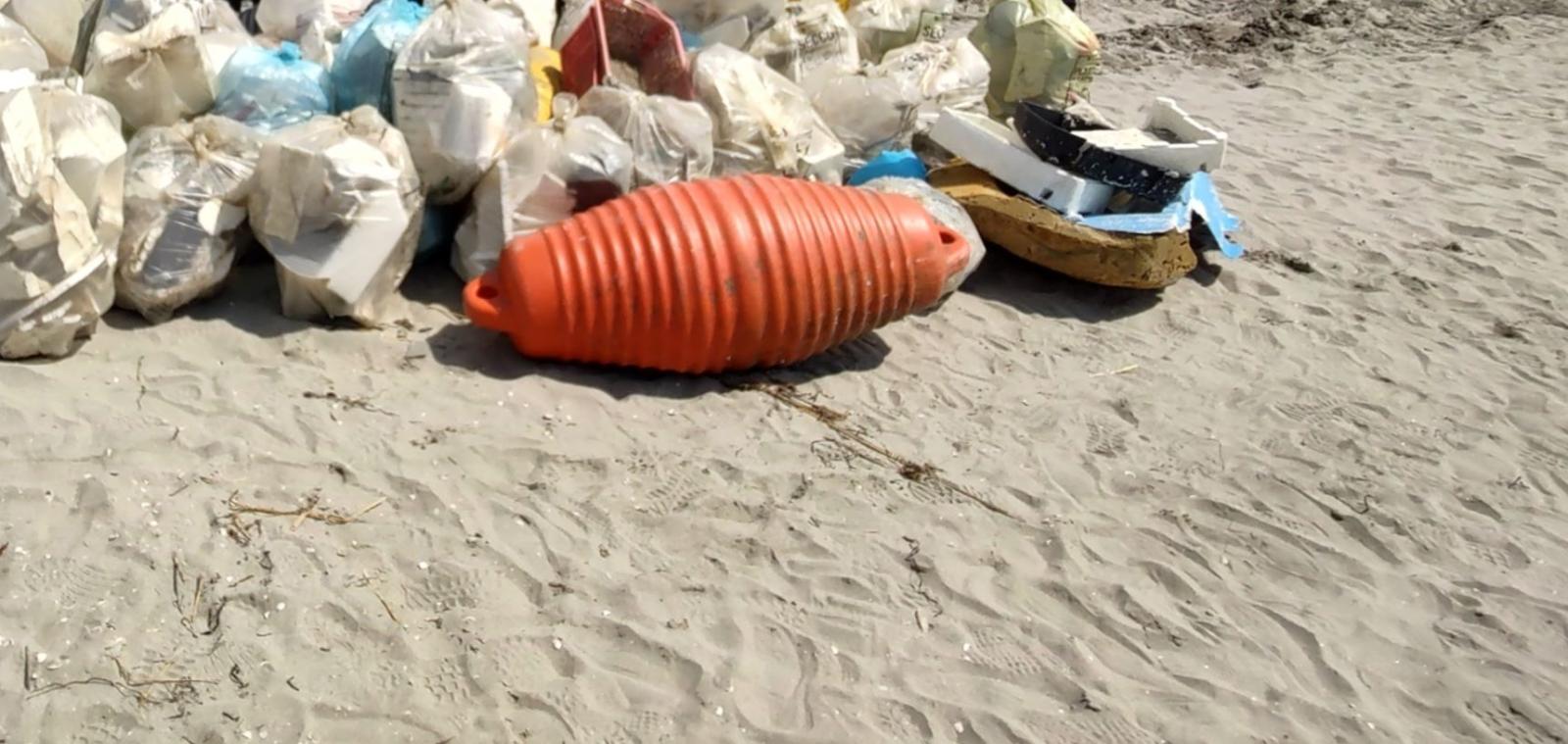 Orrore: delfino "al guinzaglio" trovato morto sulla spiaggia