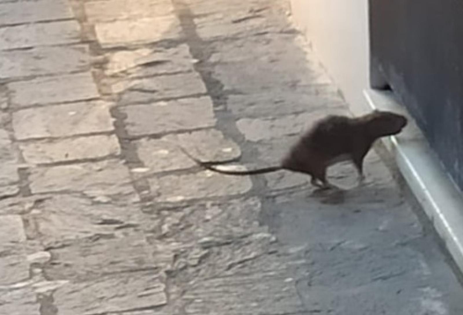 Enorme topo in pieno centro: scatta l'allarme