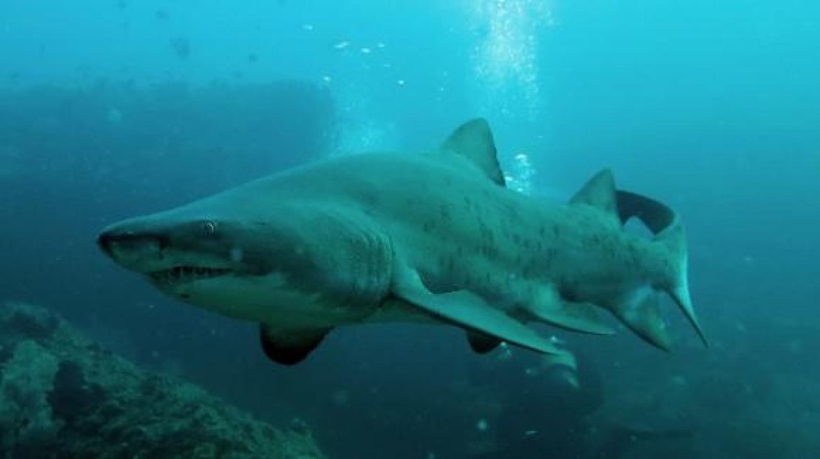 Attacco di squalo in Italia, due vivi per miracolo