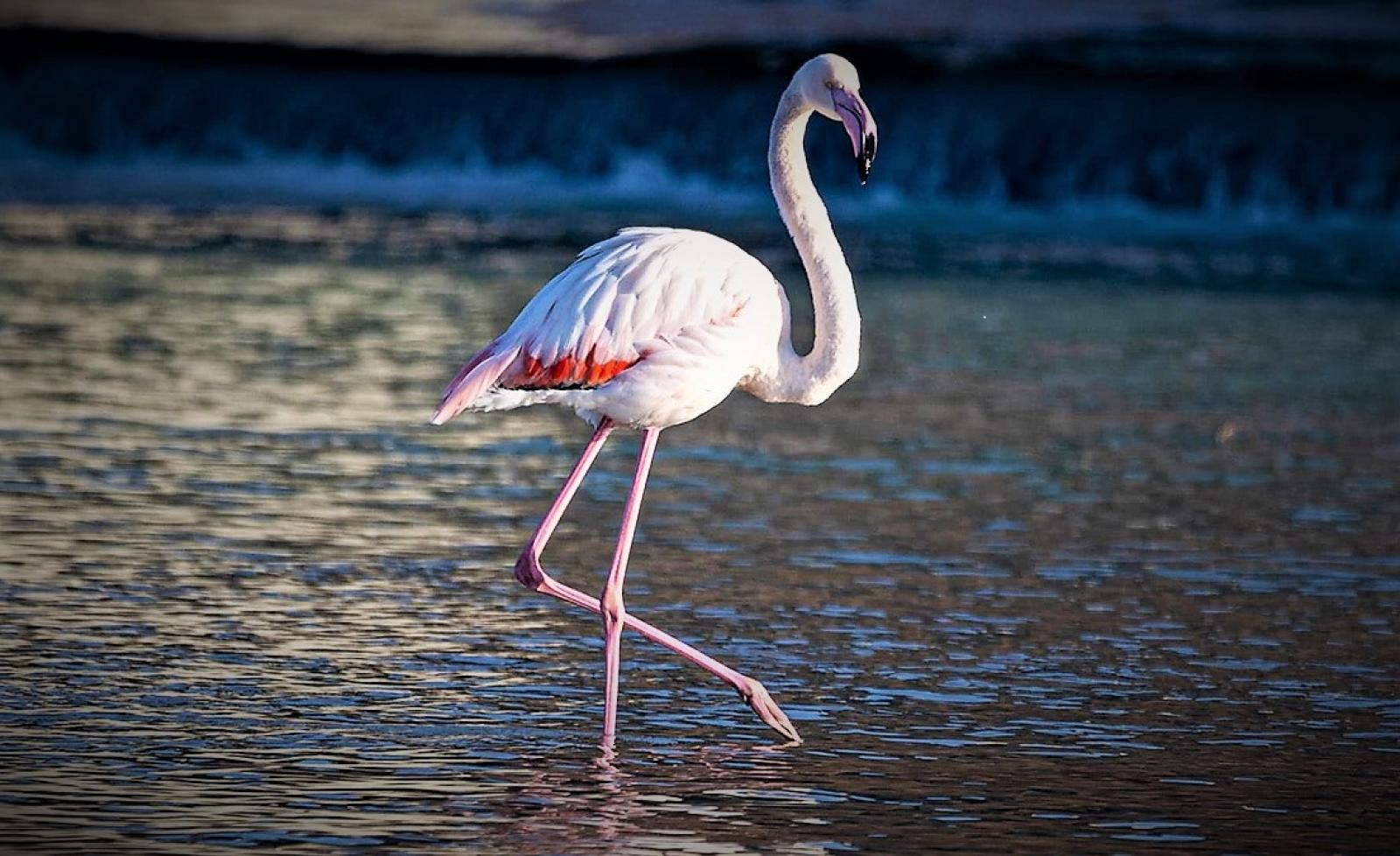 Ferito alle gambe, salvato il fenicottero