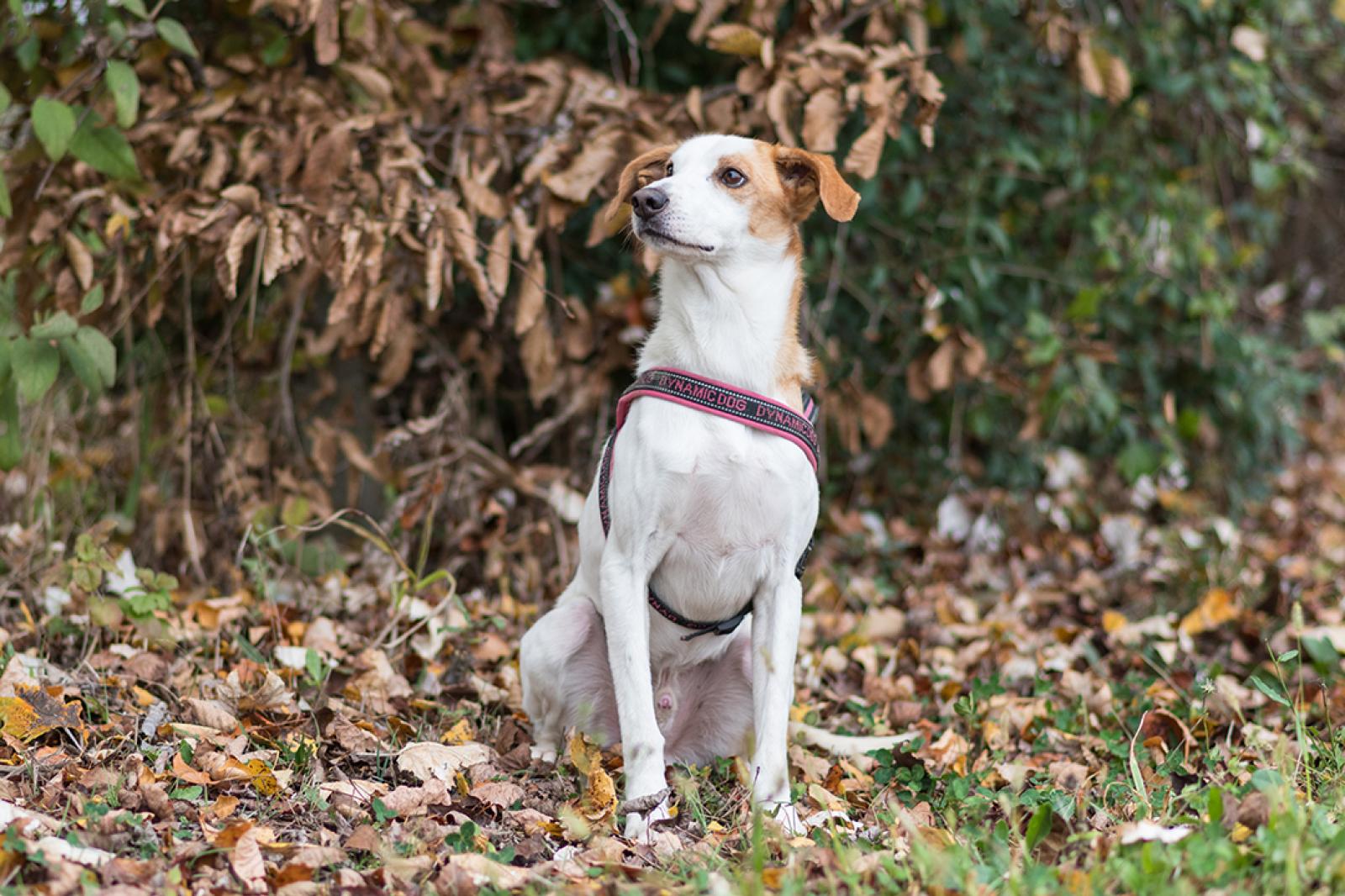 Tanti quattro zampe in cerca di famiglia