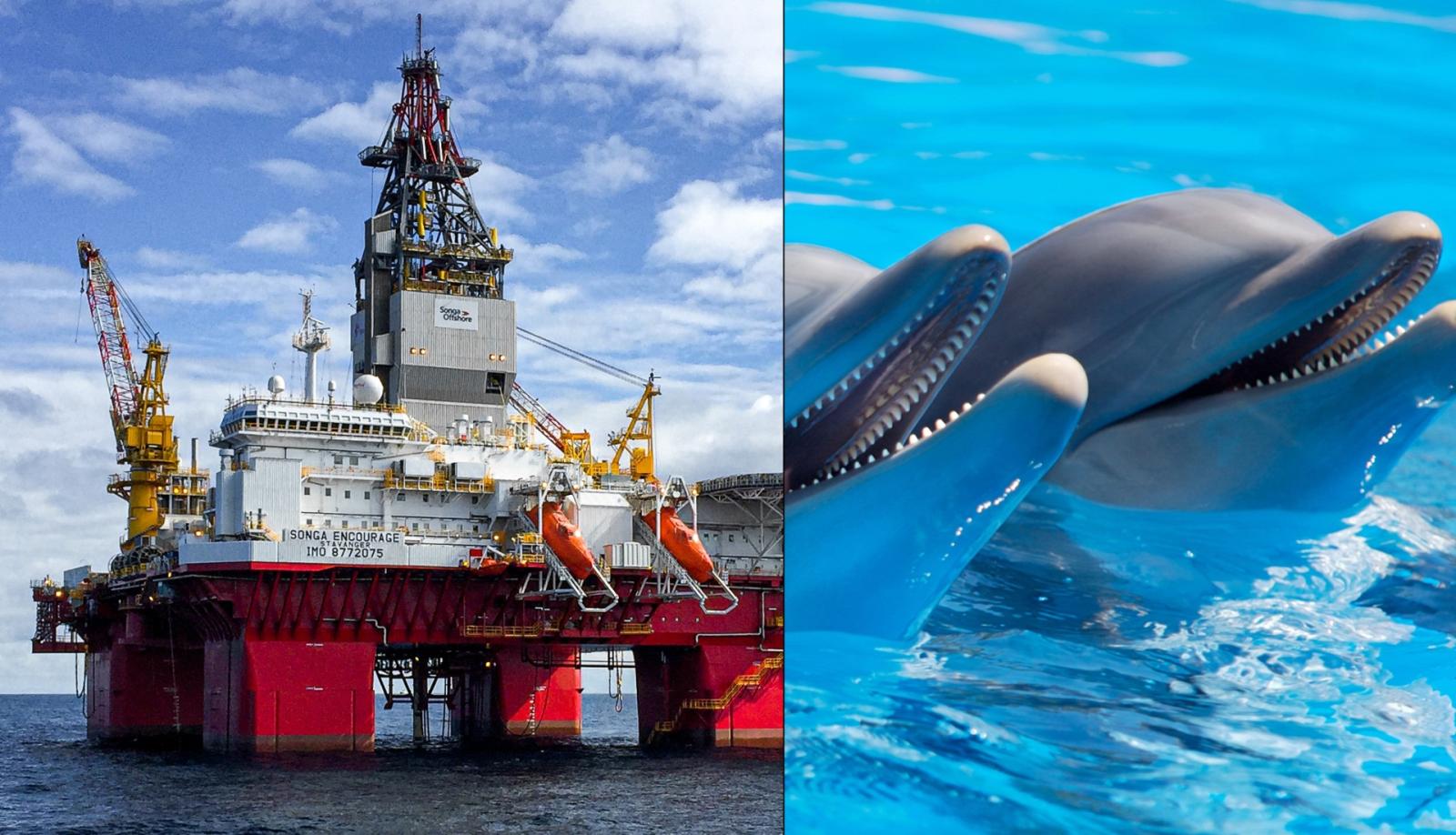 "Le trivelle minacciano i delfini"