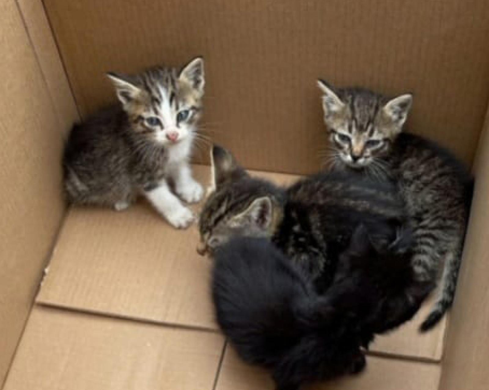 Micetti gettati nella spazzatura: questa volta, salvati