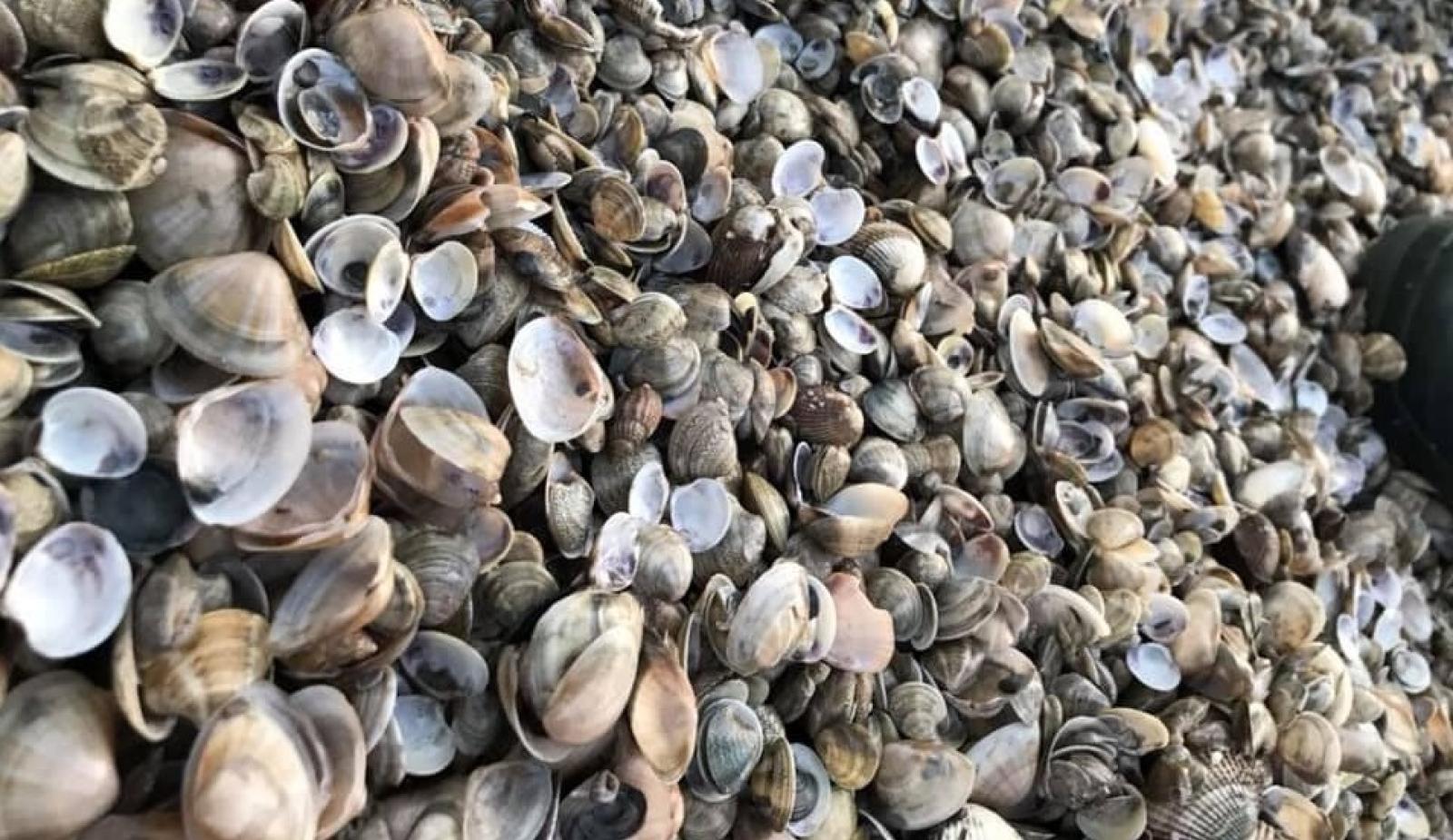 Strage di vongole, migliaia di posti di lavoro a rischio