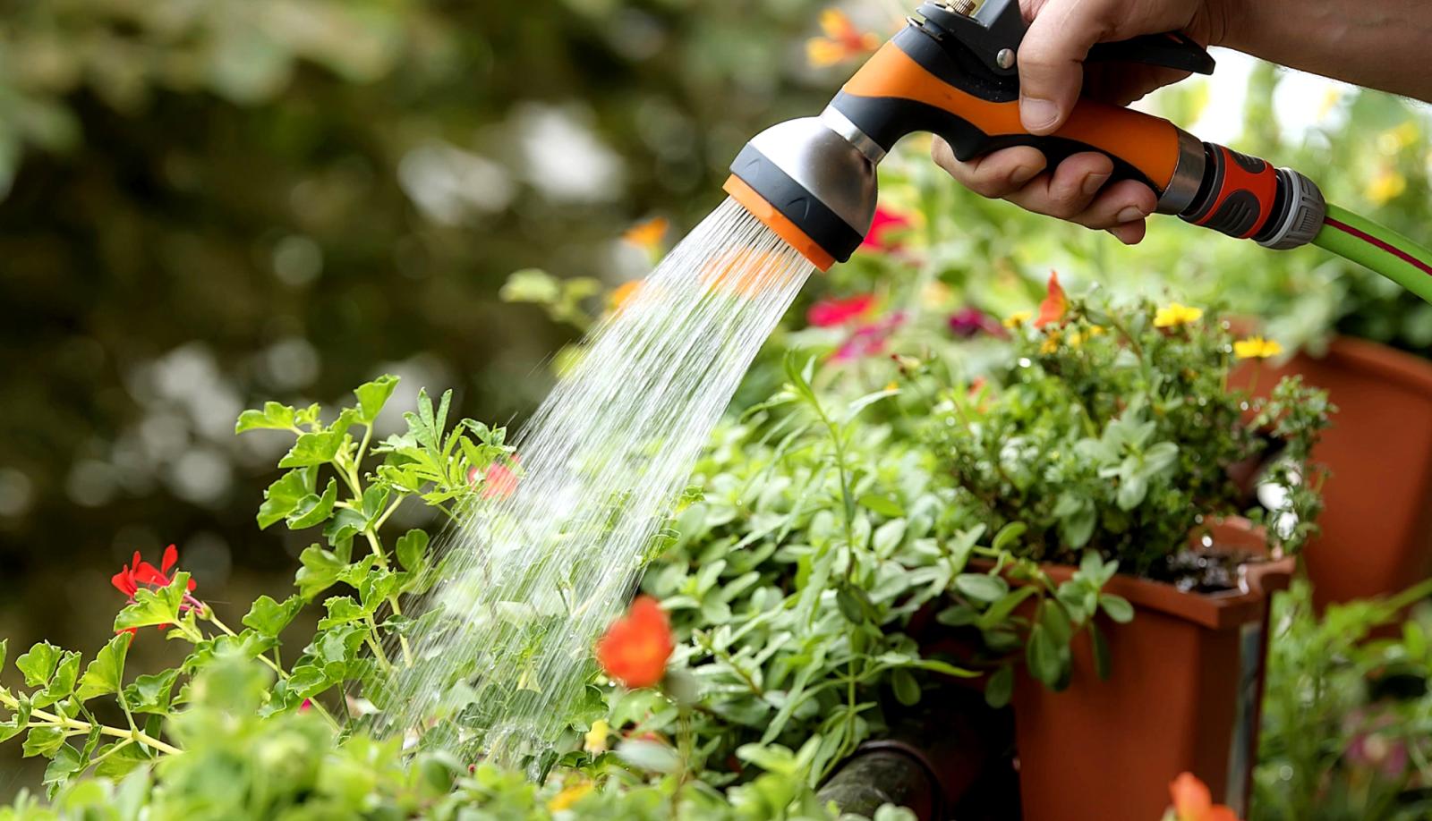 Ci siamo: "Vietato innaffiare i giardini". E multe